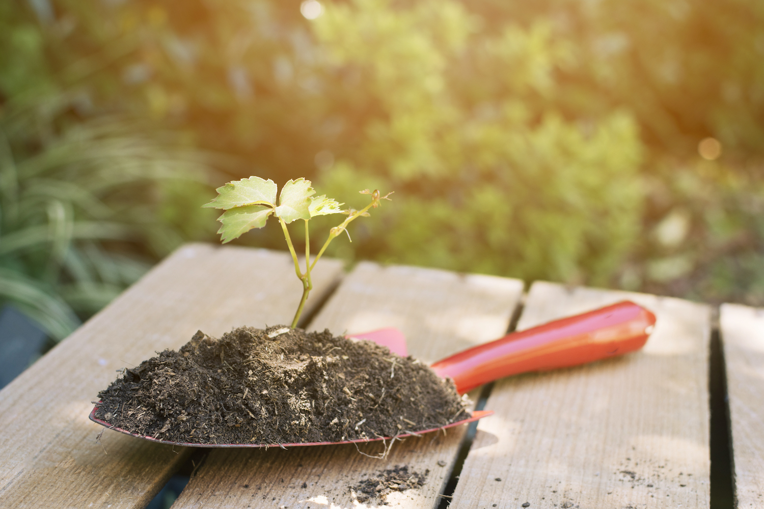 Sustainable Agriculture: Nurturing the Future of Food