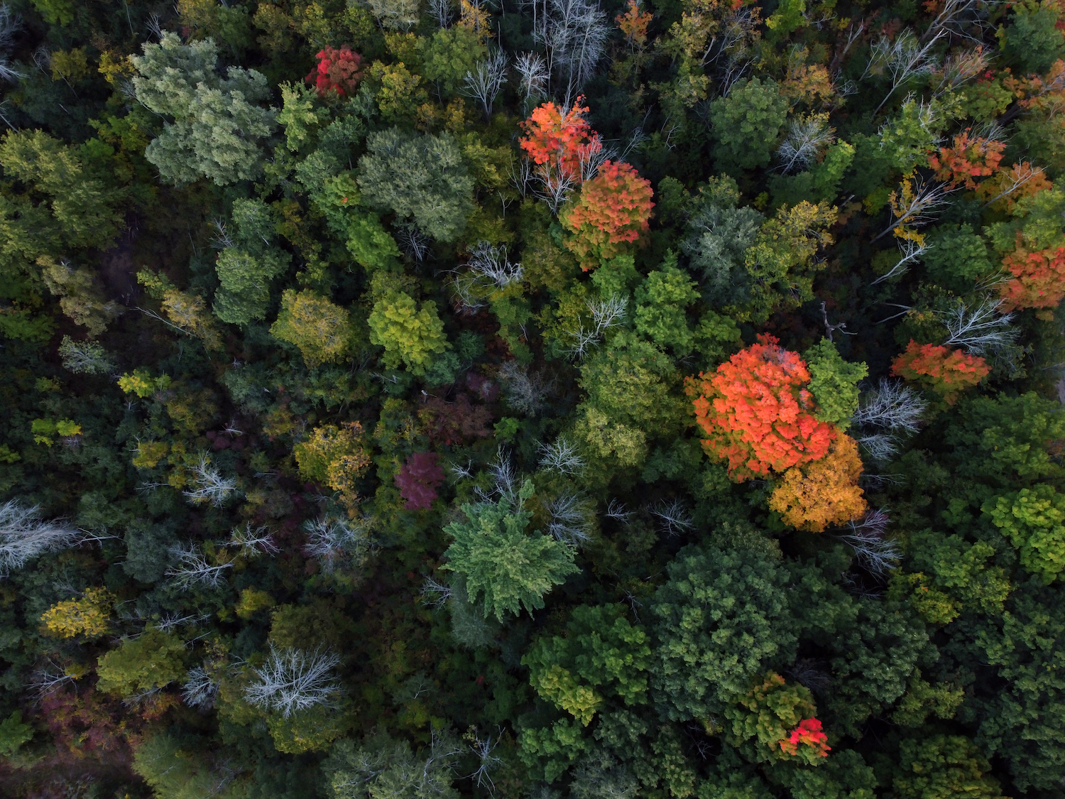 An aerial shot of colorful autumn forest